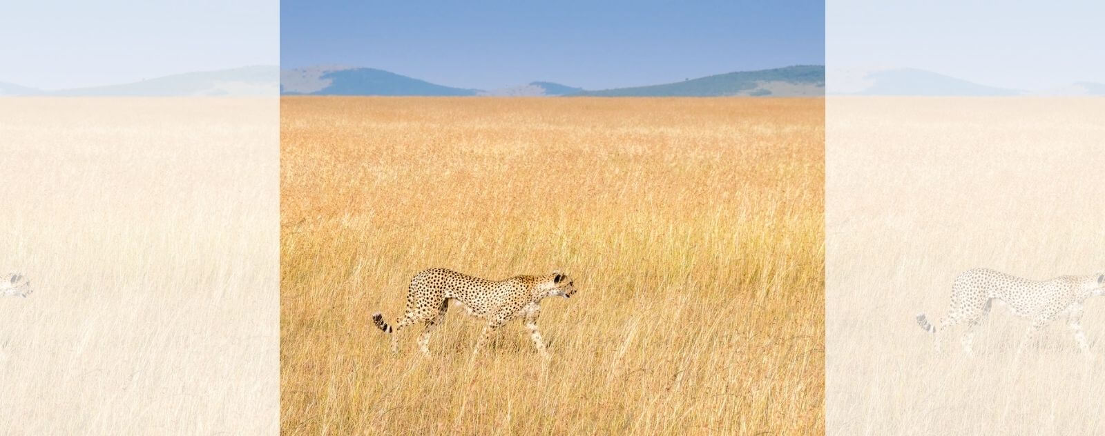 Guépard qui Marche dans la Brousse d'Herbes Hautes et Jaunes de la Savane Africaine