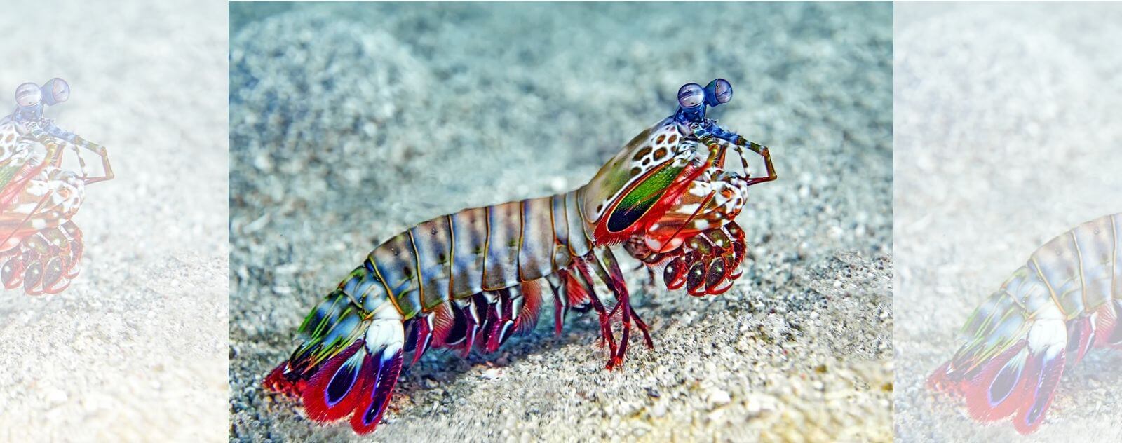 El camarón mantis en el fondo del océano azul y en la arena con colores vivos y un martillo potente y rápido