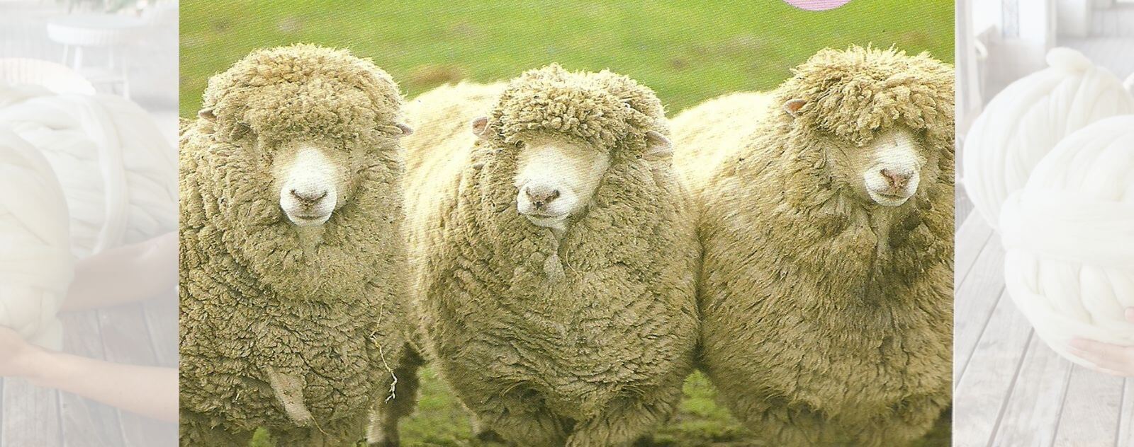 Sheep's wool