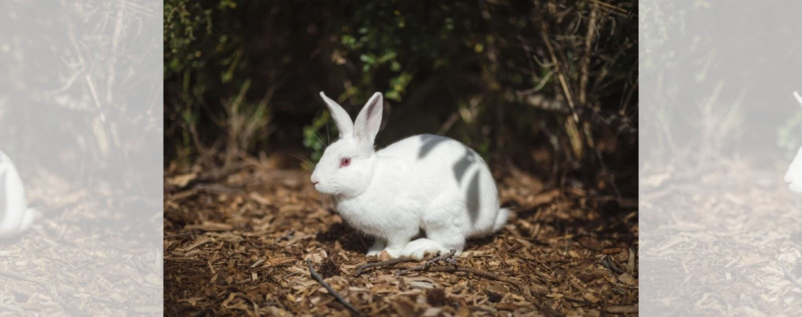 Conejo blanco en un bosque y en su hábitat natural lagomorfo