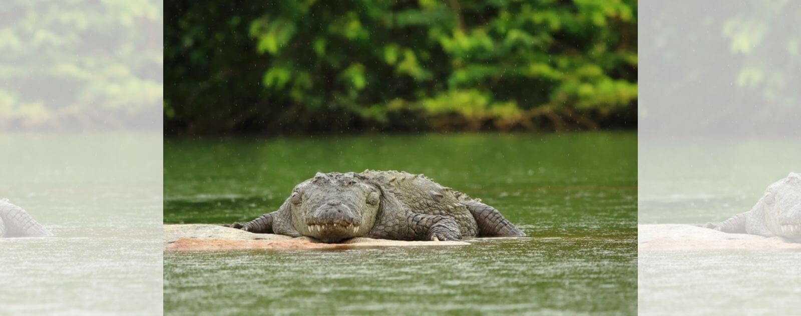 Le Crocodile d'Eau Salée est le PLus Grand Crocodile du Monde