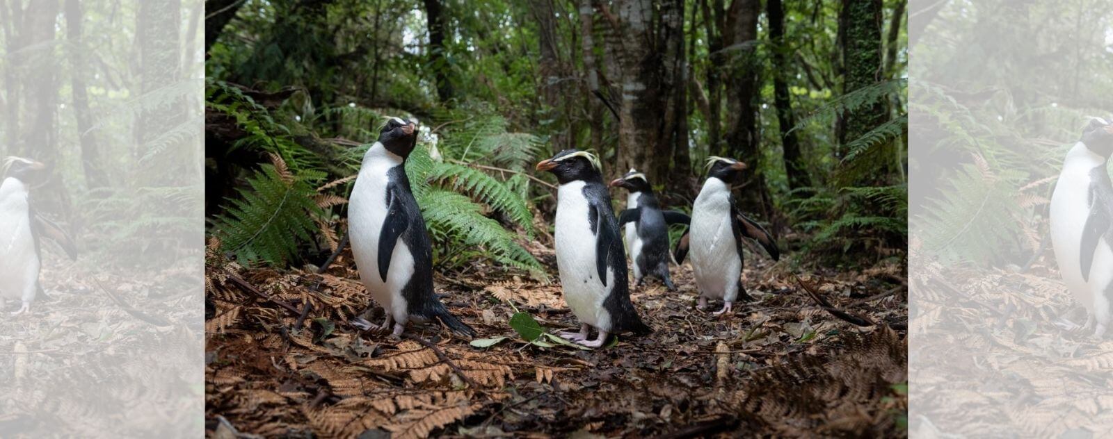 El Pingüino de Fjordland, un Pingüino que Vive en Nueva Zelanda en el Bosque y la Selva