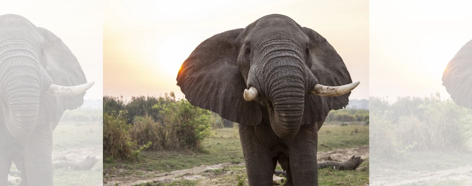 Animal terrestre más grande: elefante africano de sabana