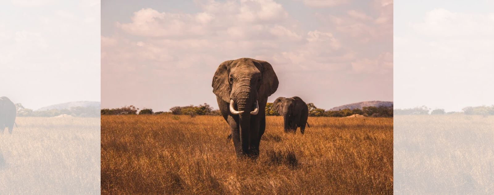 The Weight of the Great African Elephant