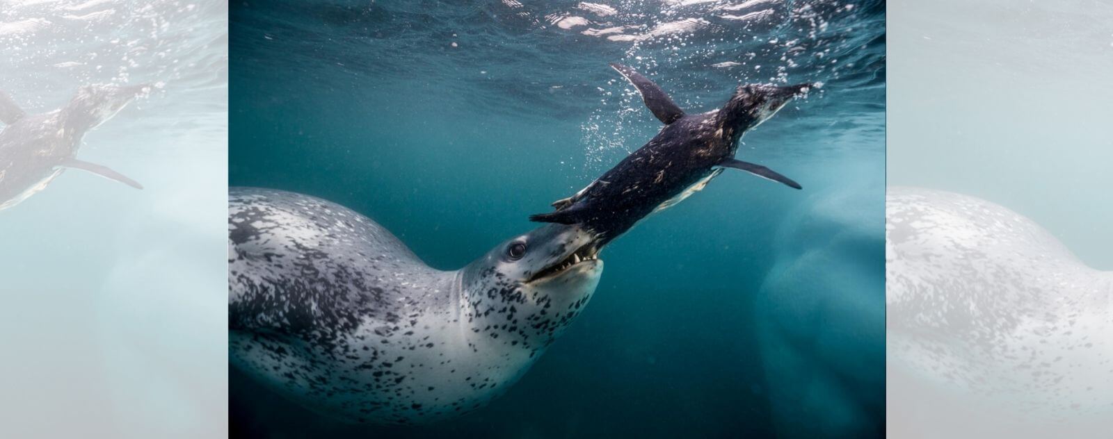 Sea Leopard Eating a Penguin