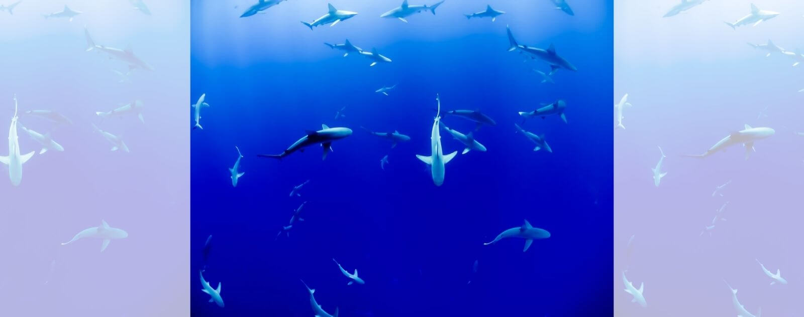 Les Différentes Espèces de Requins - Groupe de Plusieurs Requins dans l'Océan