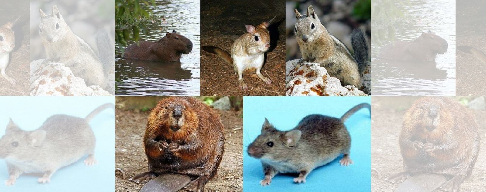 Los diferentes tipos de roedores
