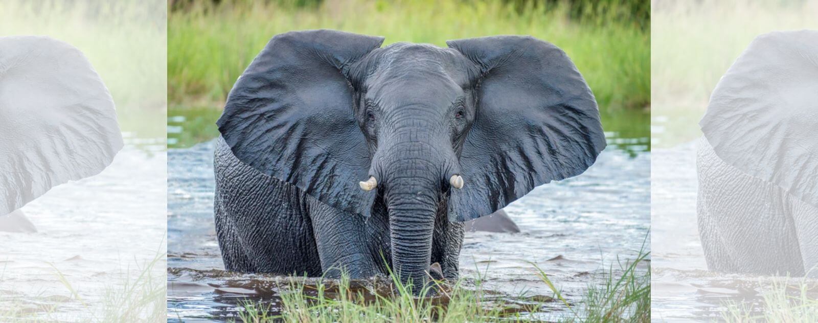 Las grandes orejas planas de un elefante africano