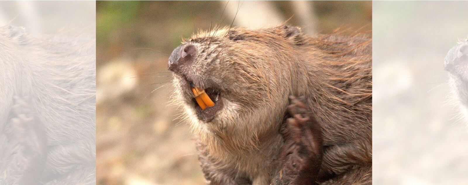 The Orange Incisors of Rodents and Beavers Are Continuously Growing