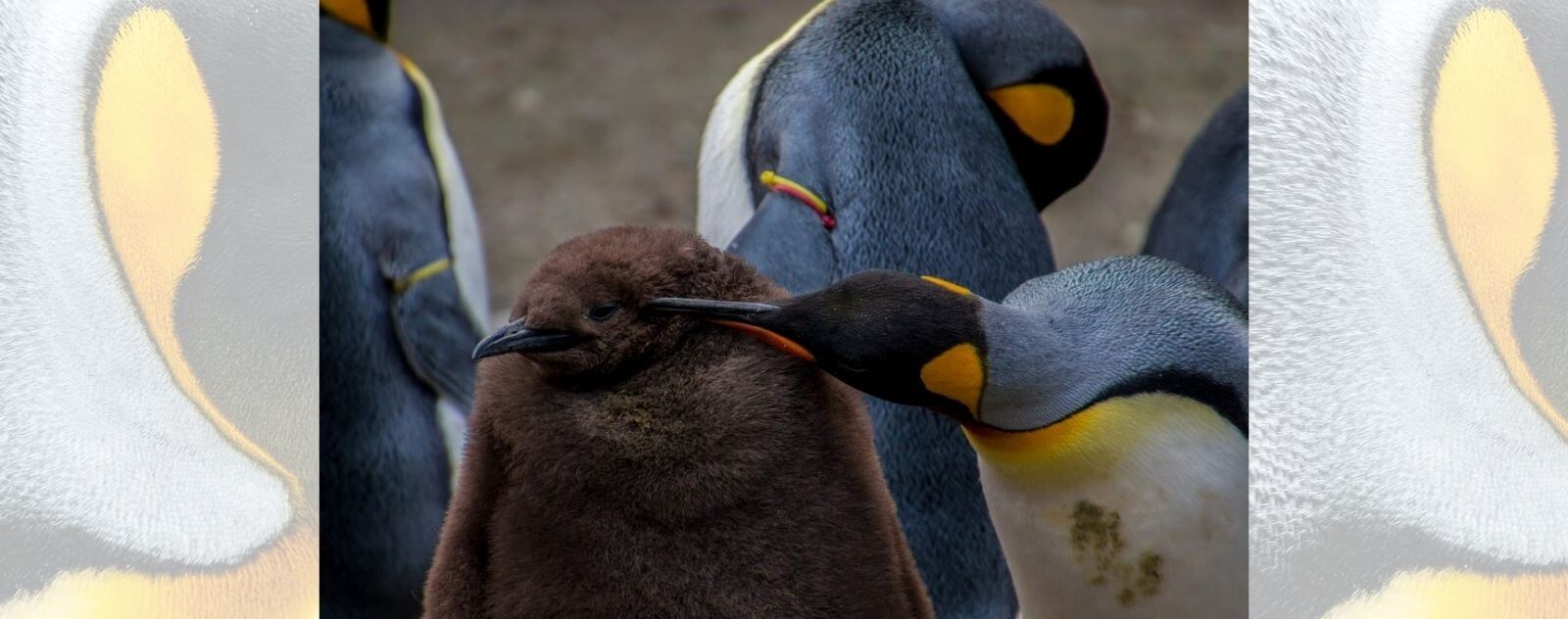 Los pingüinos son pájaros y tienen plumas negras, grises, naranjas y amarillas.