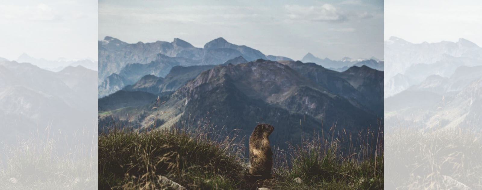 Las marmotas también son roedores a diferencia de los conejos (Marmota en una montaña con otras montañas detrás)