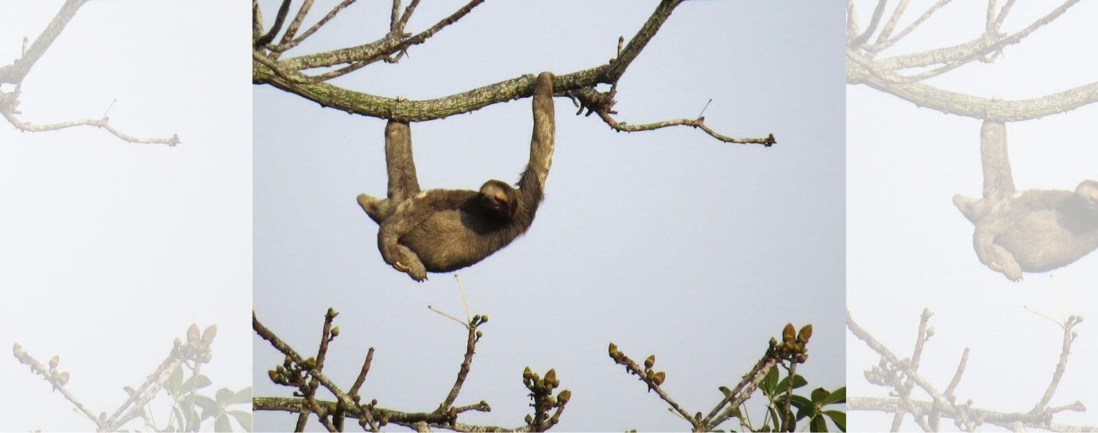 The Threats of Sloths Deforestation