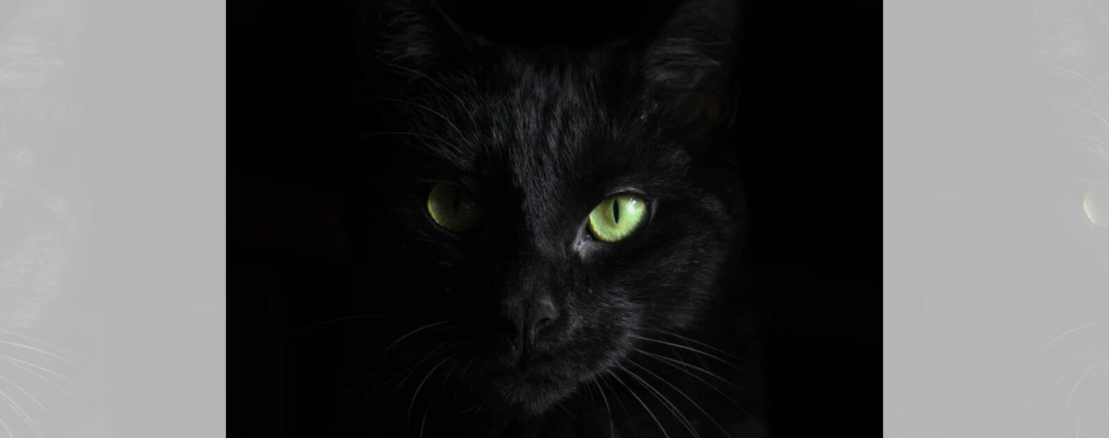 Los ojos de gato brillan por la noche (gato negro con ojos verdes)