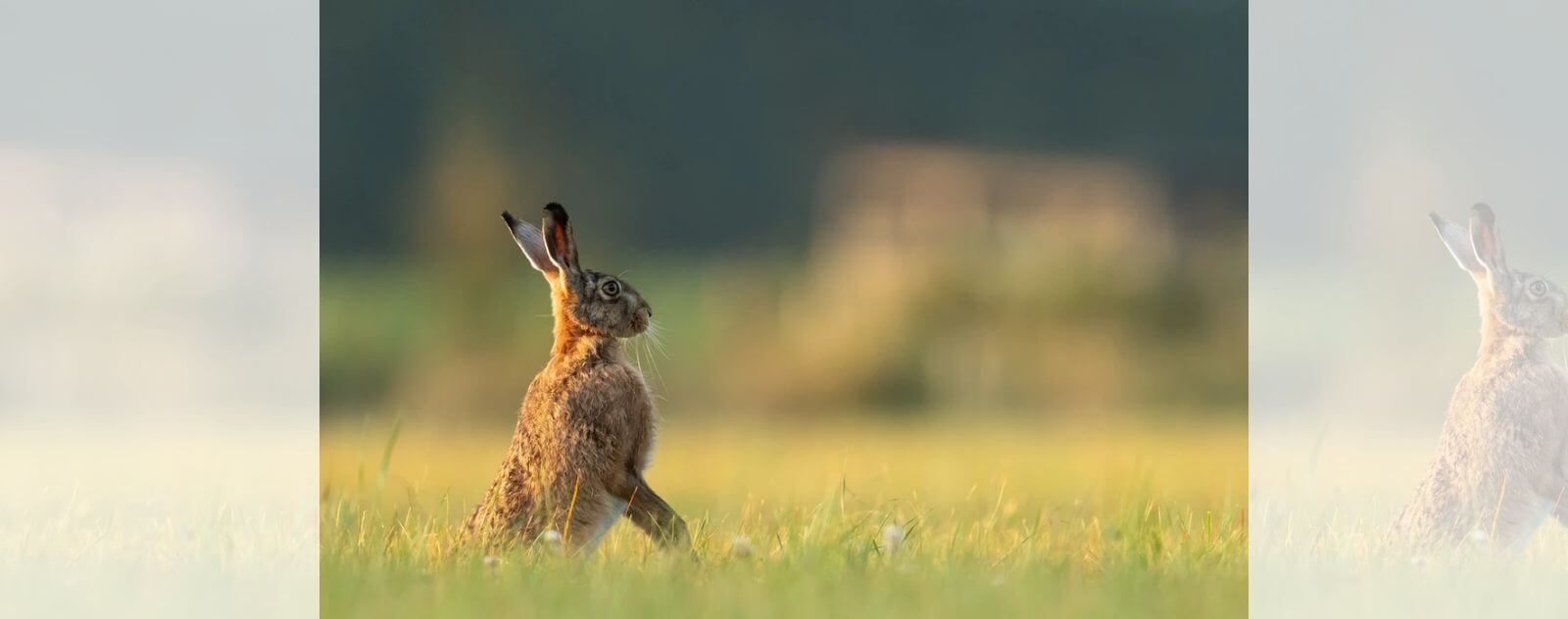 Hare Standing on Its Legs Above the Tall Yellow Grass (Lagomorphe)