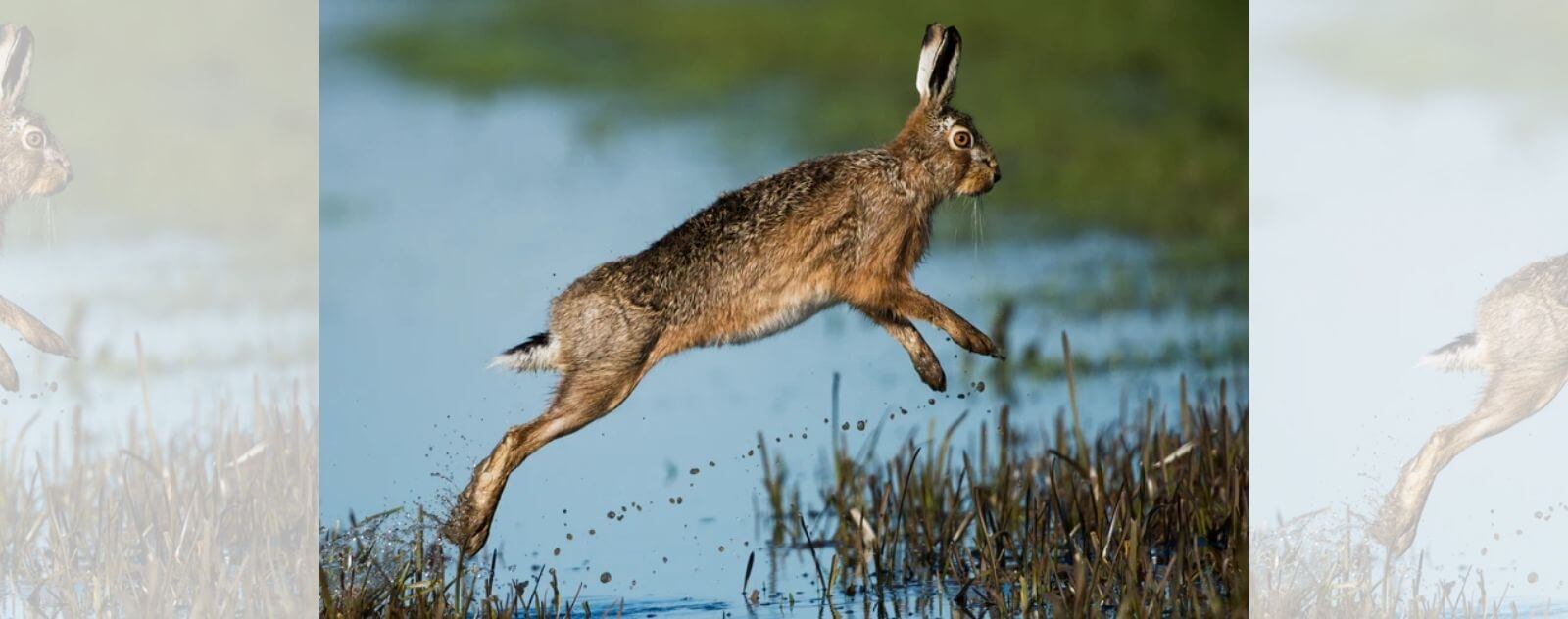 Hare or Lagomorph Jumping in Nature Next to a Pond