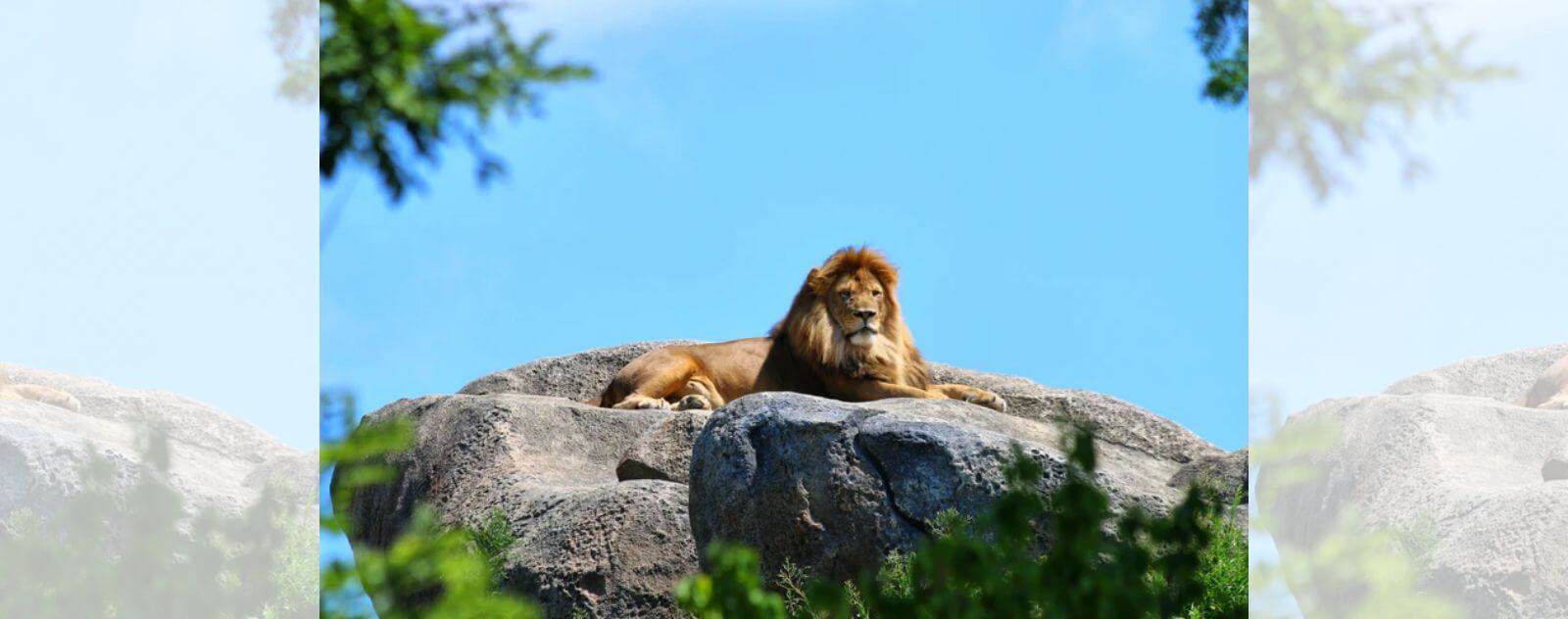 Lion Lying on a Rock