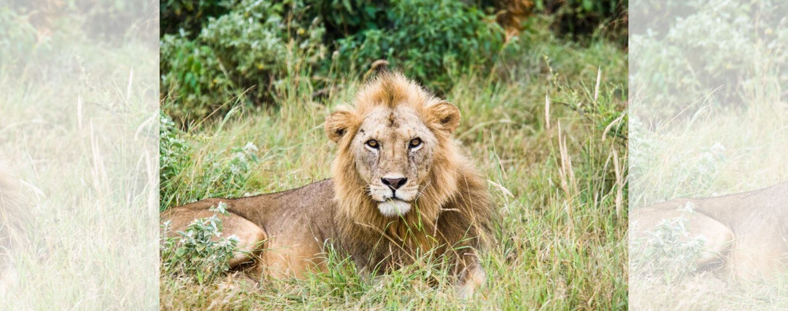 Asiatic Lion of the Gir in India