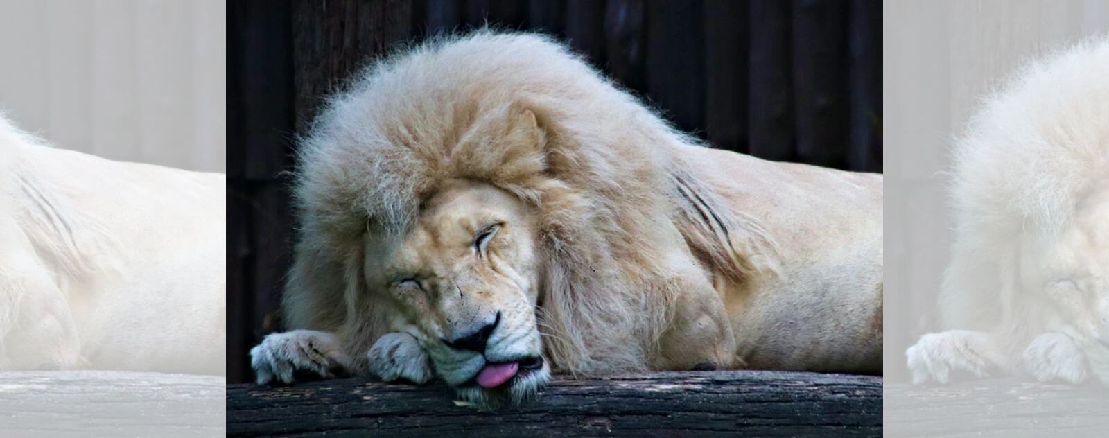 Sleeping White Lion Sticking Its Tongue Out