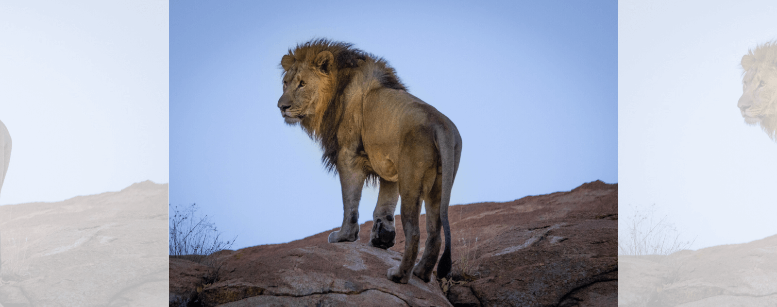 Lion dans la Savane