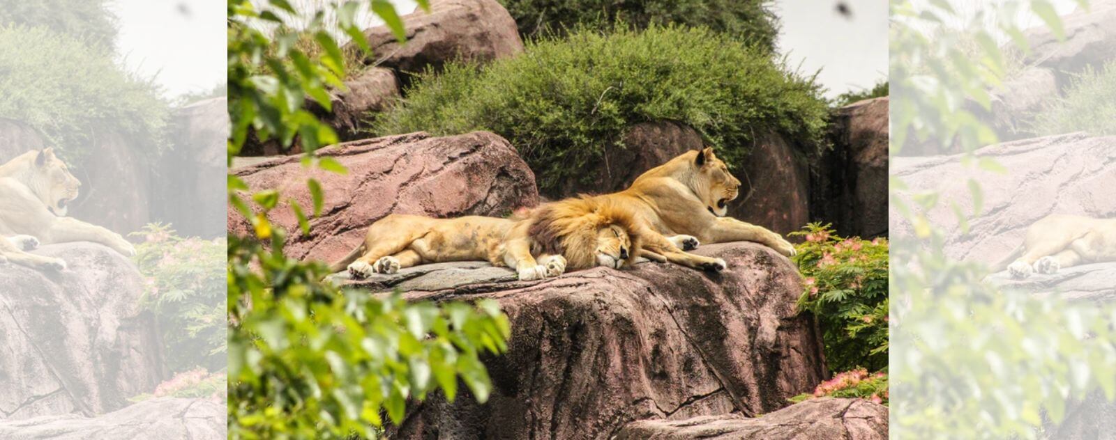 Lion Sleeping Next to a Lioness on a Rock in a Safari