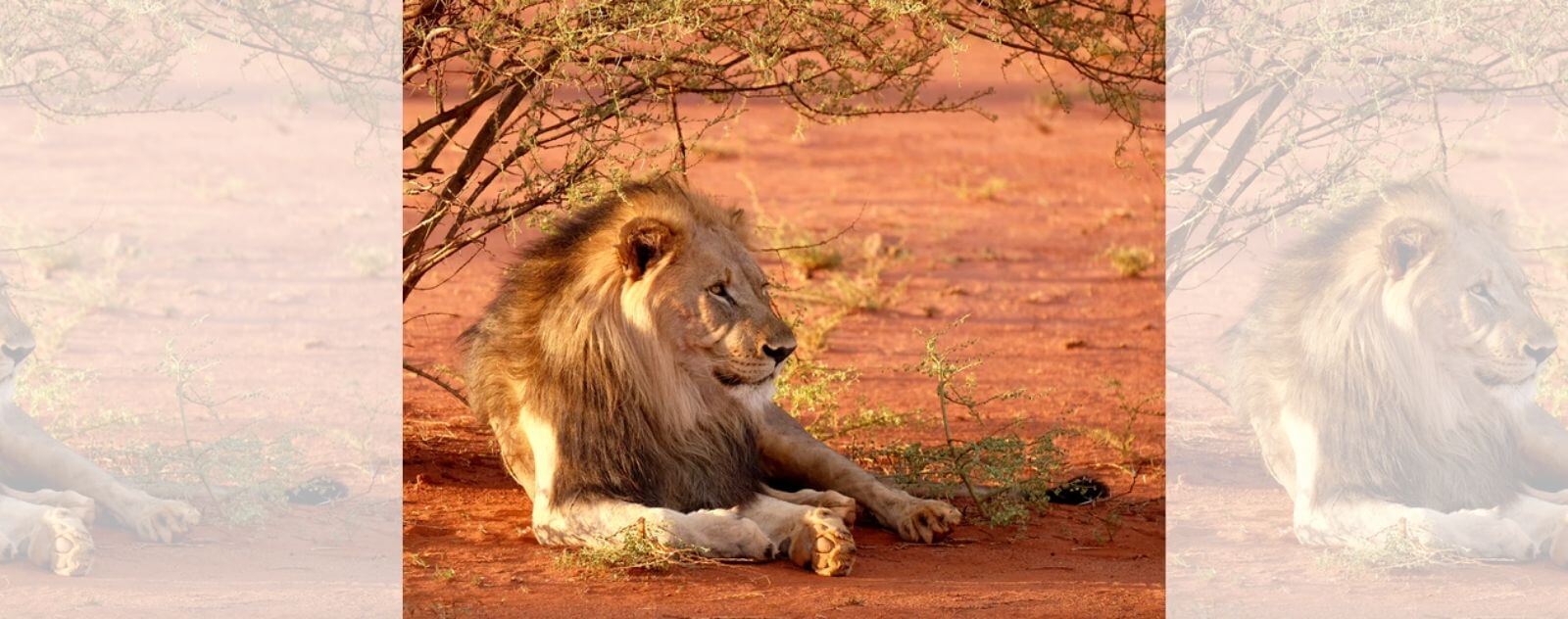 Hot Lion under a Tree and on Hot Red Earth