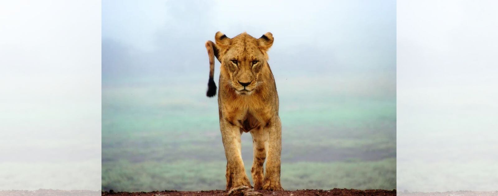 asiatic lioness