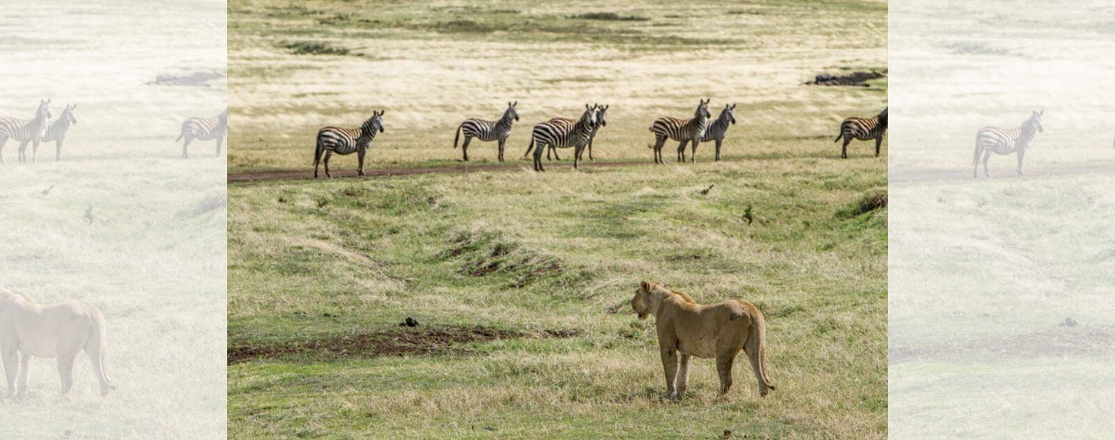 Lioness Hunting Zebras in the African Savannah