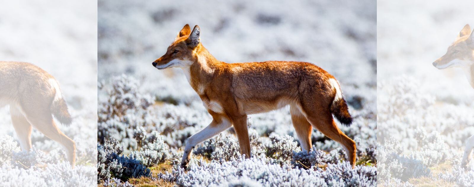 Loup Éthiopien