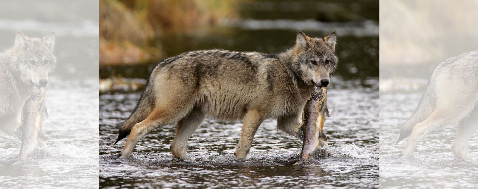 Loup Gris qui Pêche et Mange un Saumon