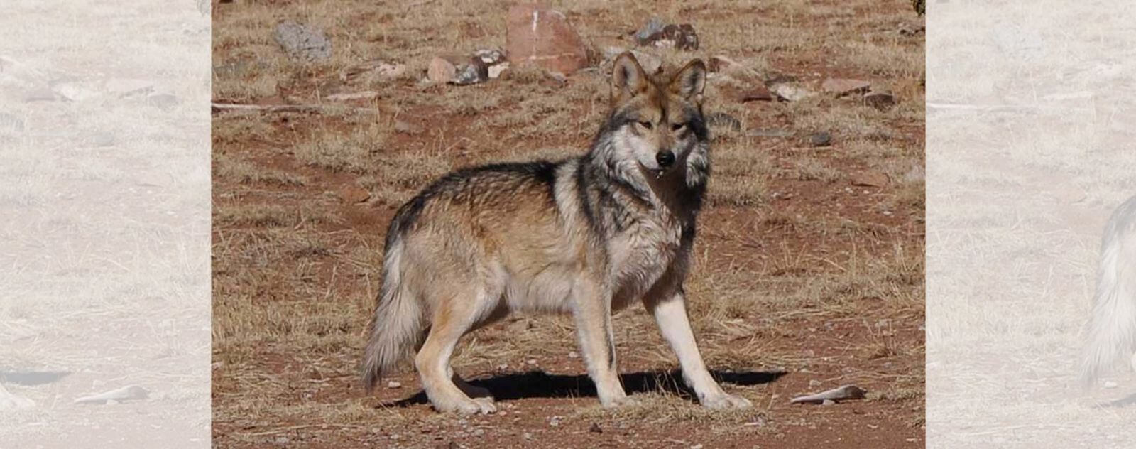 Loup gris (Canis lupus) - Monde Animal