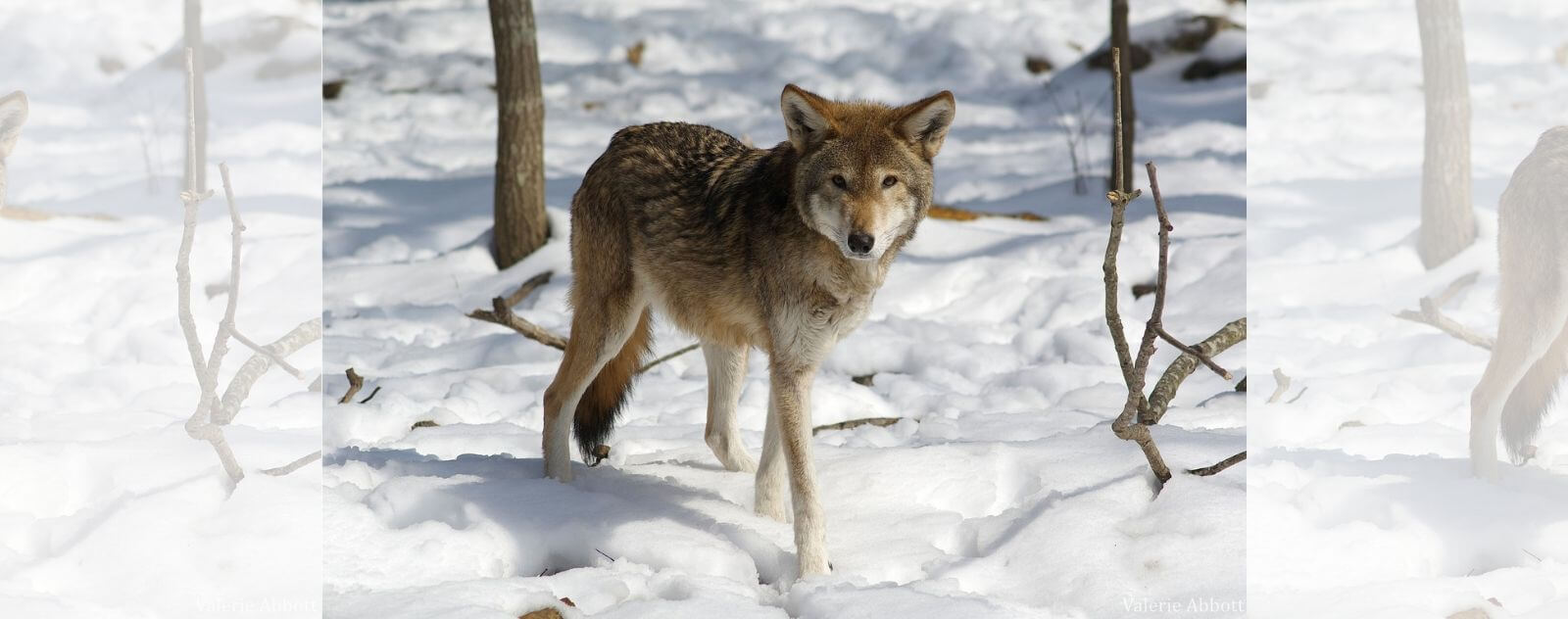 Loup Rouge