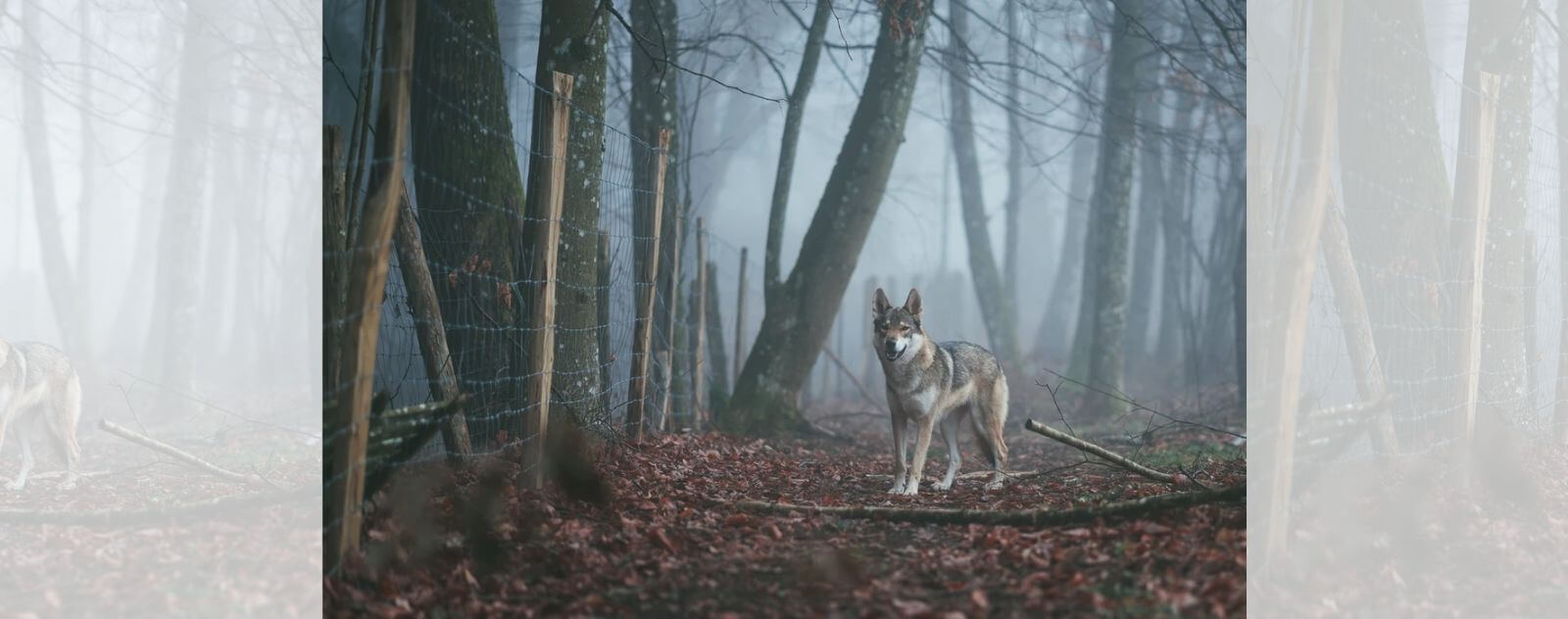 Loup à Côté des Humains