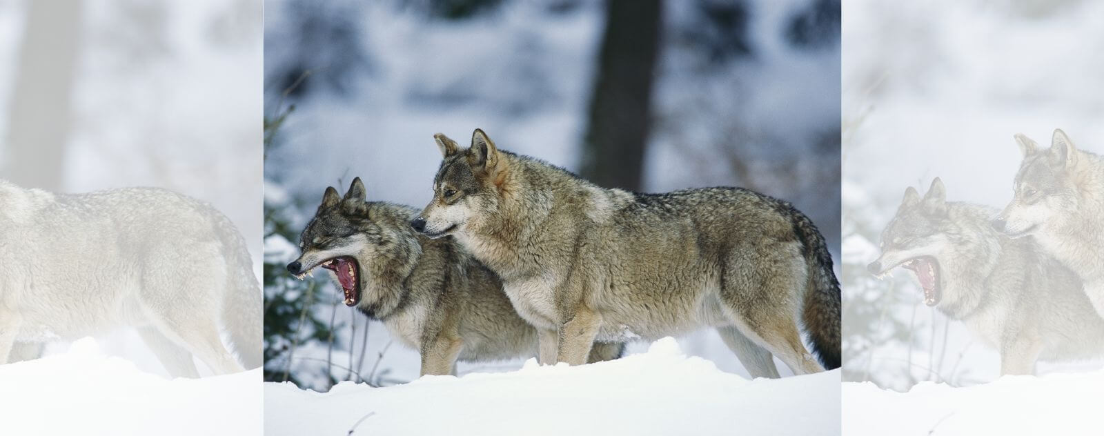 Loup et Louve dans la Neige