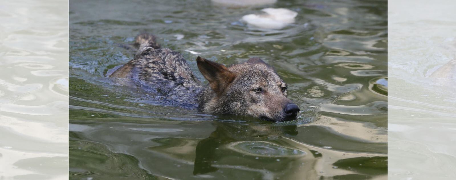 Loup qui Nage dans l'Eau