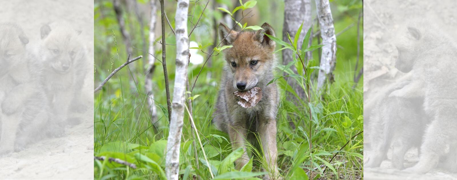 Cub Scouts