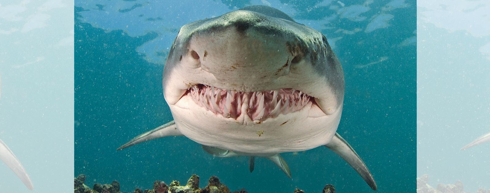 Mandíbula y dientes del tiburón tigre