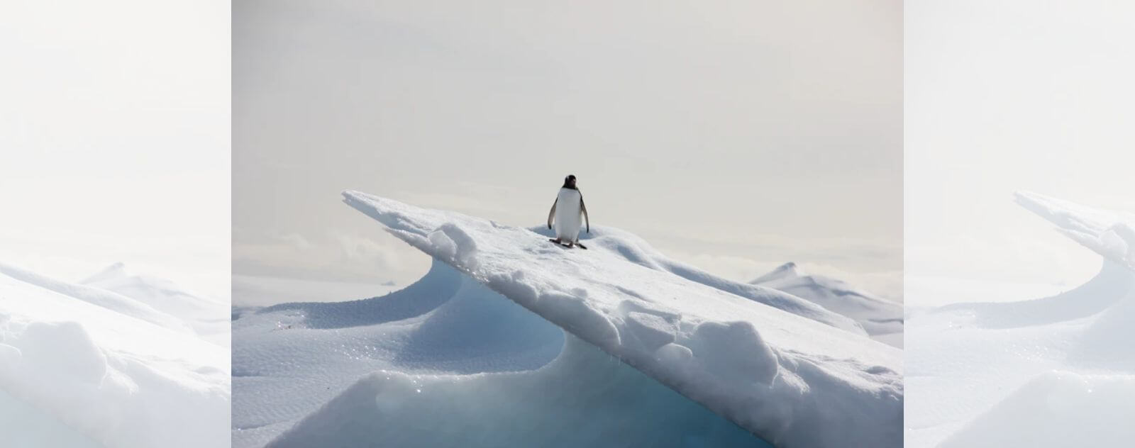 Manchot Debout en Haut d'un Pic de Glace sur la Neige et la Banquise en Antarctique