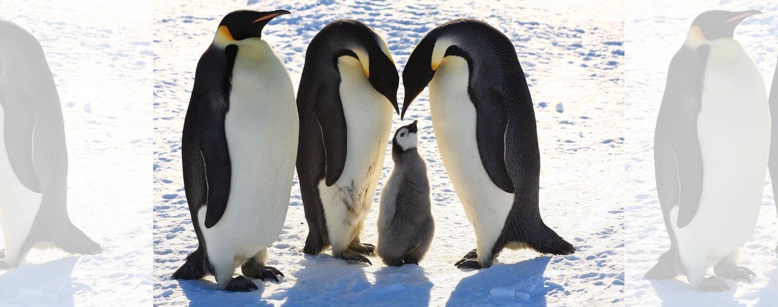 Emperor Penguin with its Chick