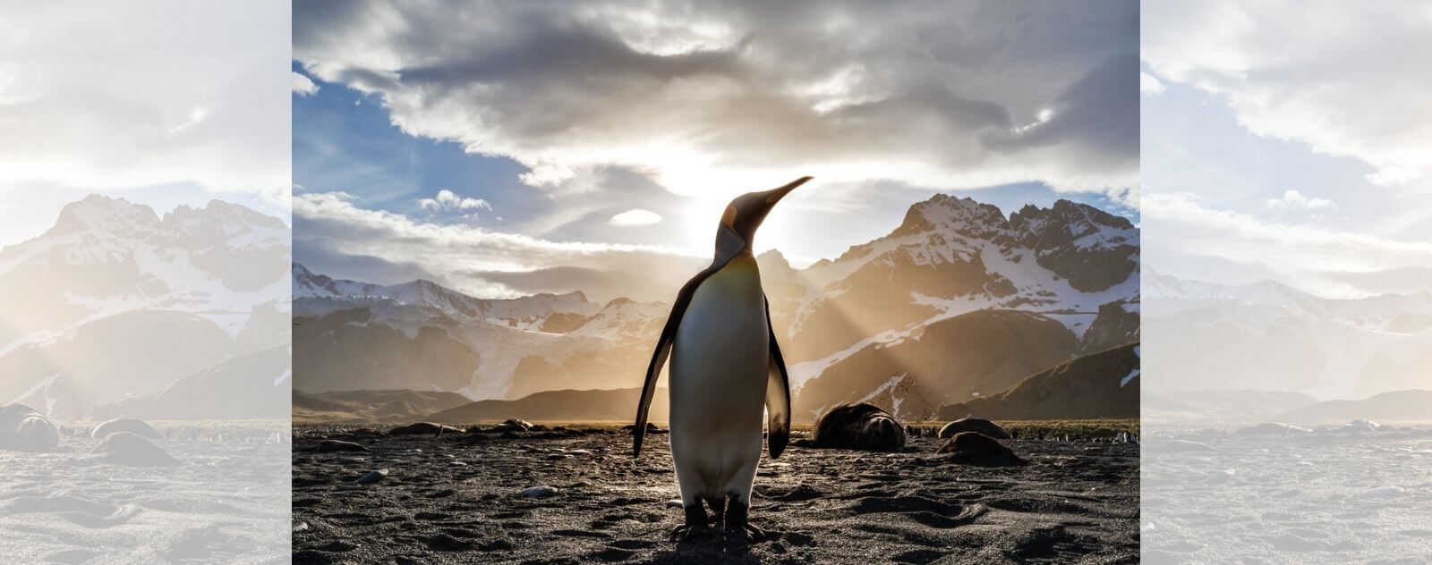 Pingüino emperador en la plataforma de hielo de la Antártida frente a una puesta de sol