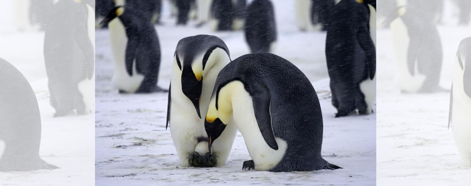 Pingüino incubando su huevo