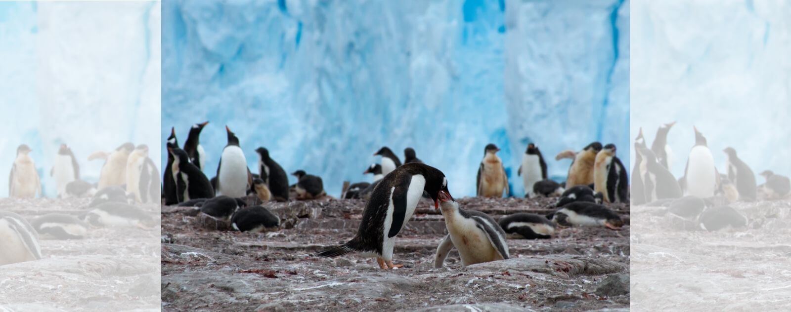 Pingüino alimentando a sus polluelos en su colonia sobre hielo y hielo