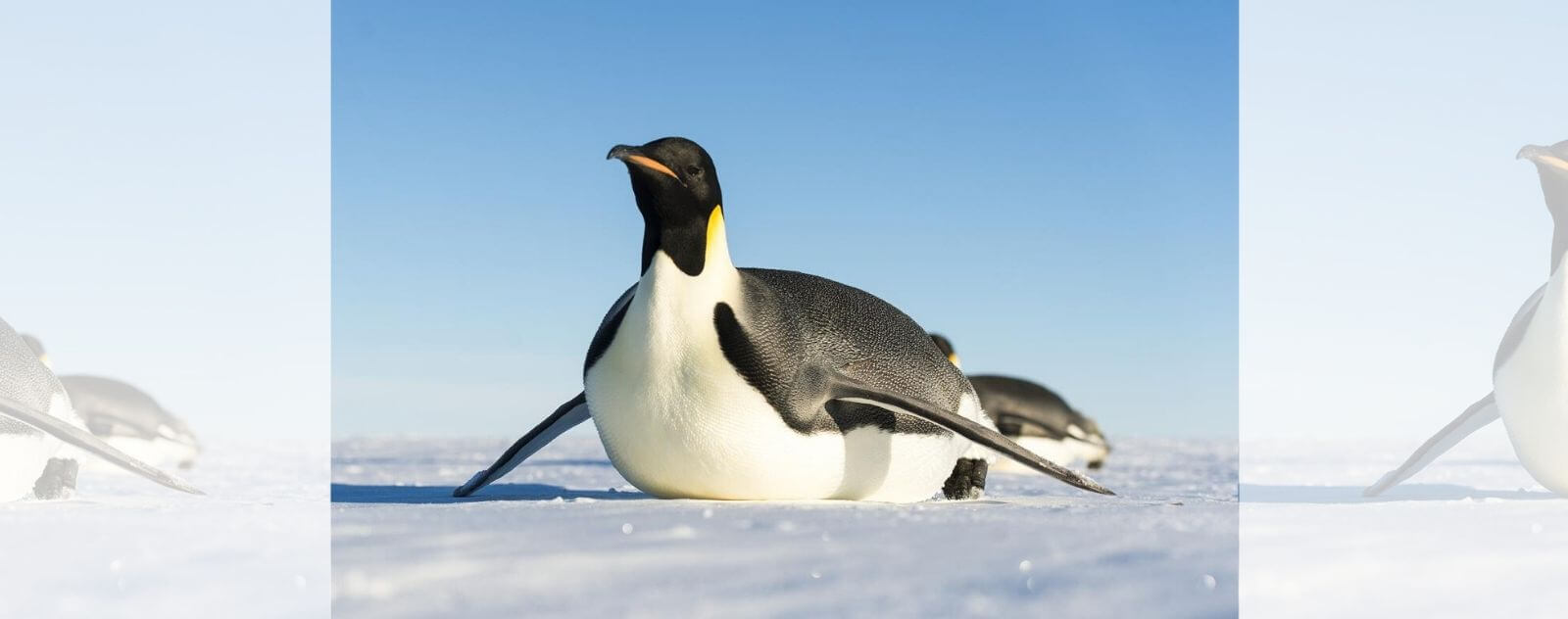 Pingüino deslizándose sobre su vientre (Tobogán)