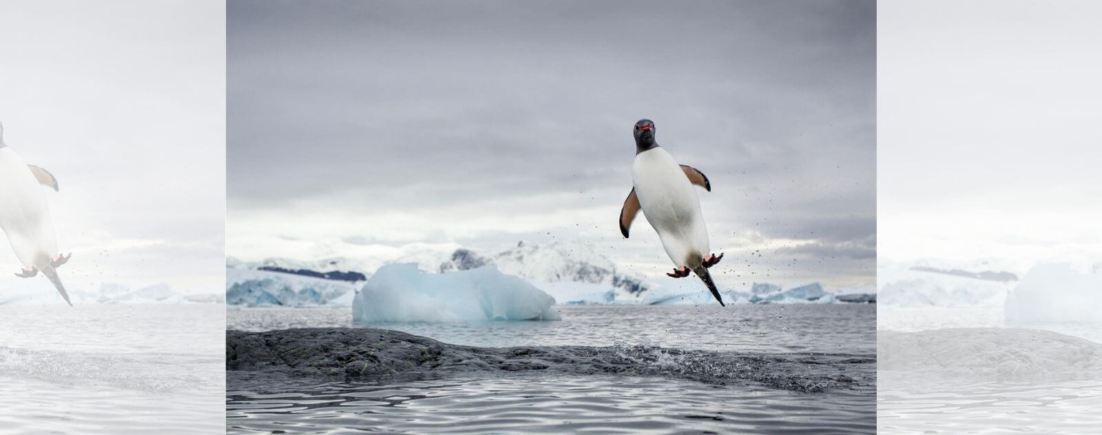 Penguin Jumping out of the Water