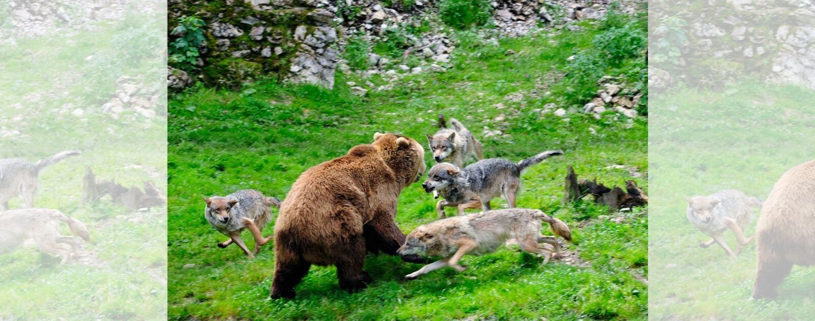 Meute de Loup qui Chasse un Ours