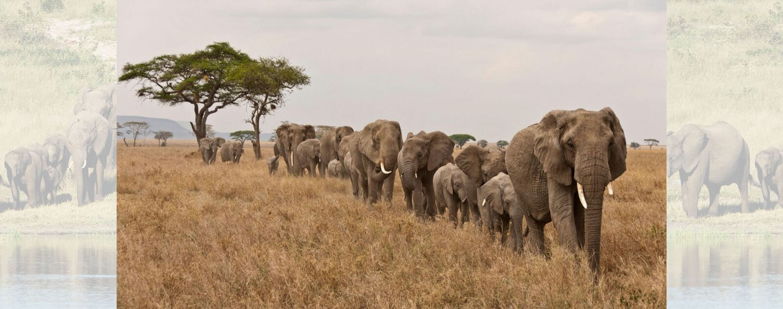 Migration of Elephants in the Savannah