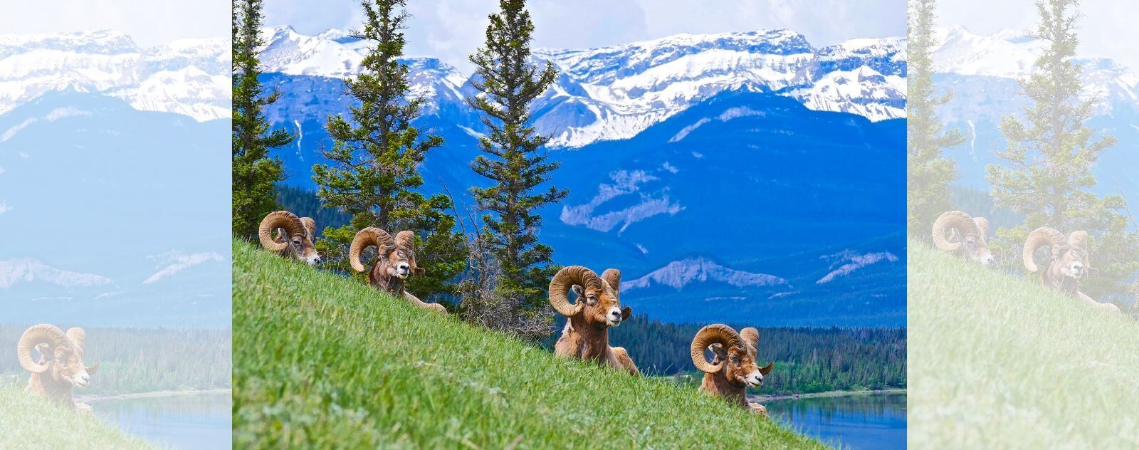 Canadian sheep