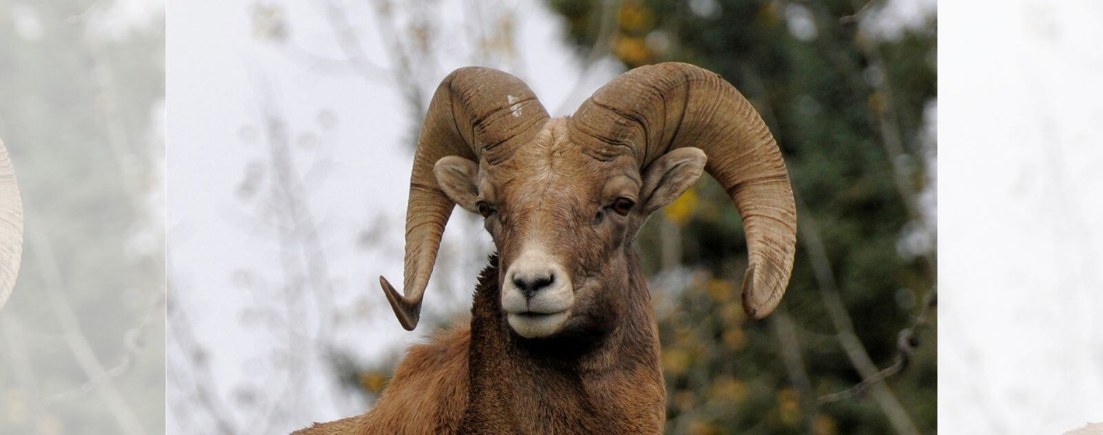 Mouflon d'Amérique