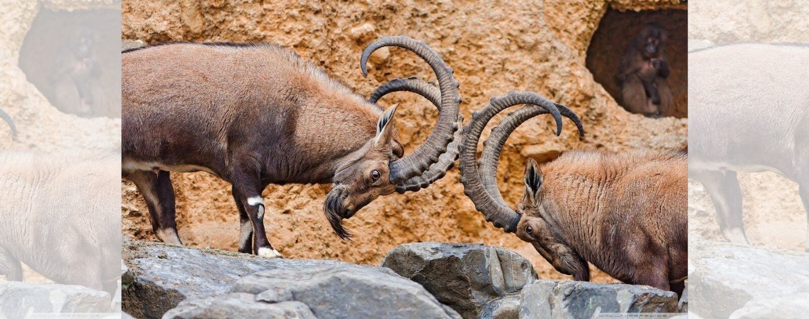 Mouflons fighting