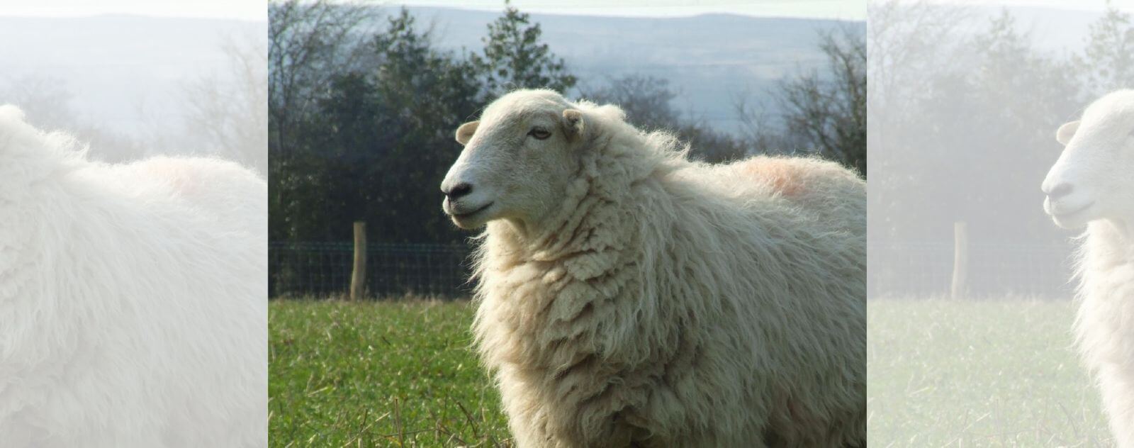 Sheep Full of Wool