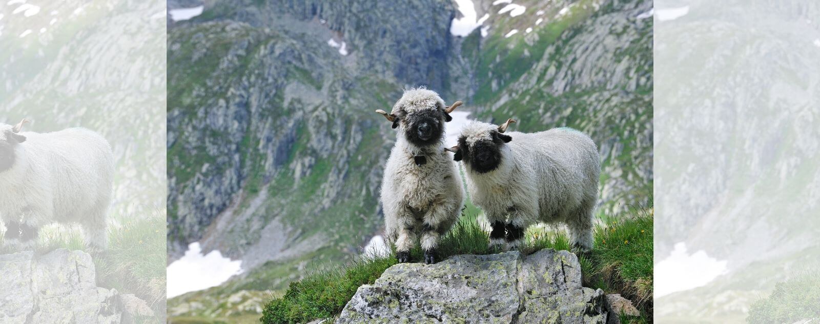 Mouton dans les Alpes